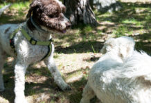 Söndagsträff Facebook Hundgruppen Hundägare i Bredäng Hundägare i Bredäng