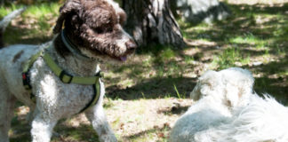 Hundägare i Bredäng