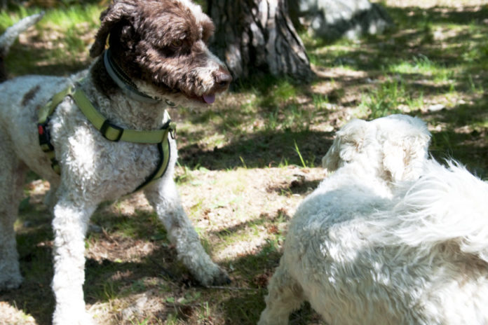 Frasse Lagotto vid hundträffen. Hundägare i Bredäng