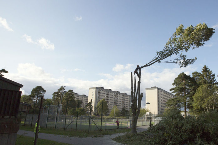 Trädfällning Flygplansparken Toppfällning