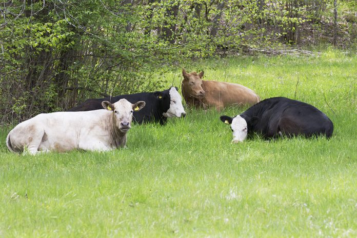 Fyra betande kor i Sätraskogen